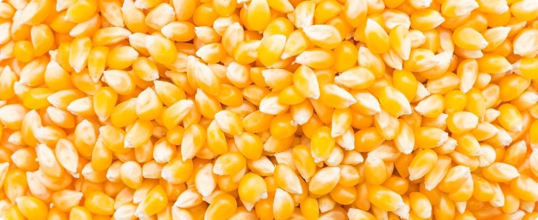 Preços do milho sobem devido a tensões no Oriente Médio