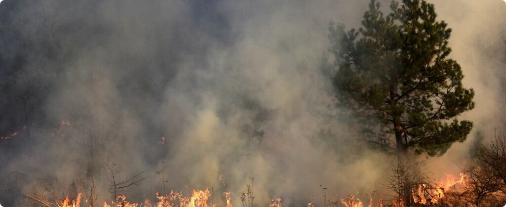 Queimadas disparam no Brasil: Incêndios florestais aumentam