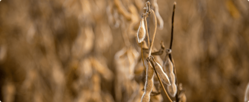 Agricultores argentinos aumentam plantio de soja