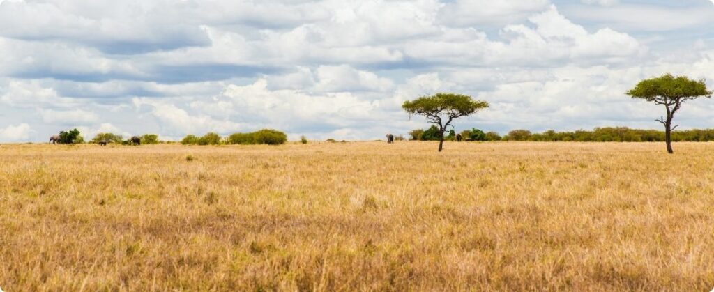 Dia do Cerrado: bioma é o segundo mais ameaçado no país