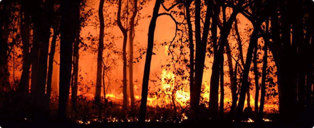 Incêndios florestais custam R$ 2,5 bi ao agro