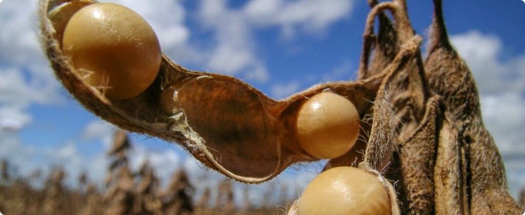 Setor defende biodiesel e nega impacto na inflação do óleo de soja